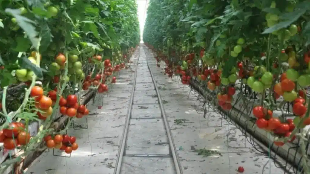 أكثر الدول إنتاجا للطماطم اكثر 10 دول منتجة للطماطم في العالم أكبر منتج للطماطم