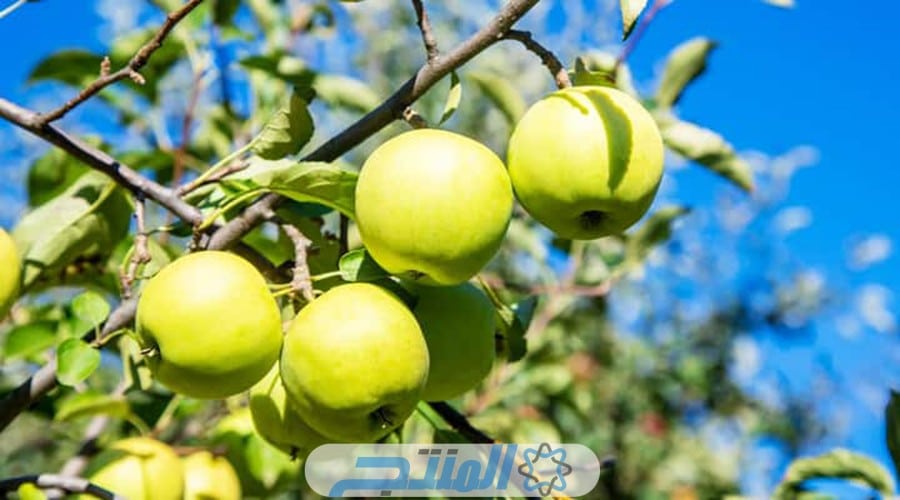 أكثر 5 دول عربية منتجة للتفاح