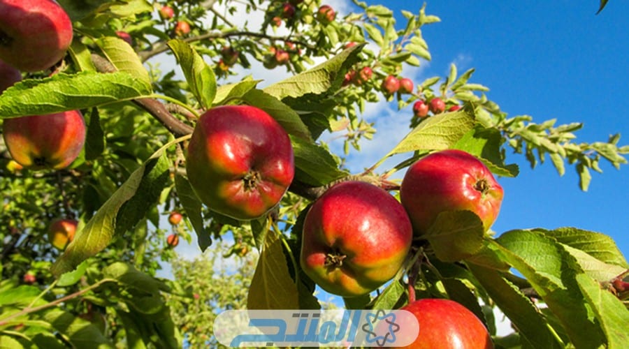 أكثر 5 دول منتجة للتفاح في العالم