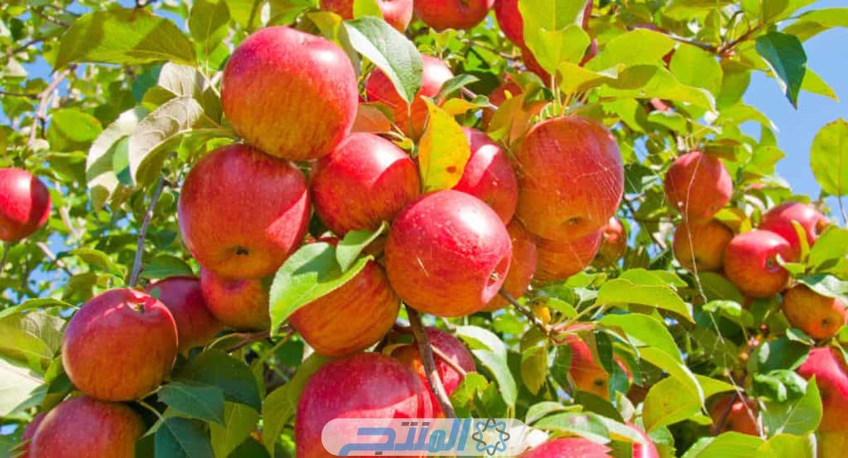 أكثر 5 دول منتجة للتفاح في العالم 2023