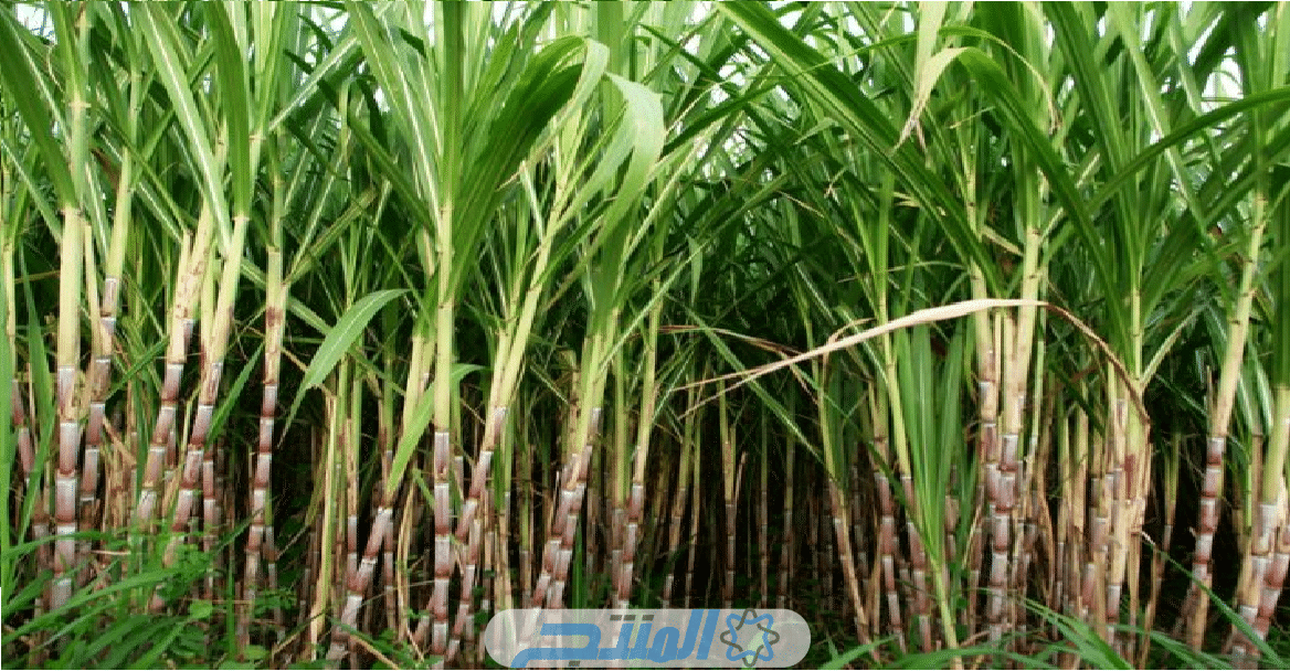أكثر الدول إنتاجًا لقصب السكر أكثر 10 دول منتجة لقصب السكر في العالم
