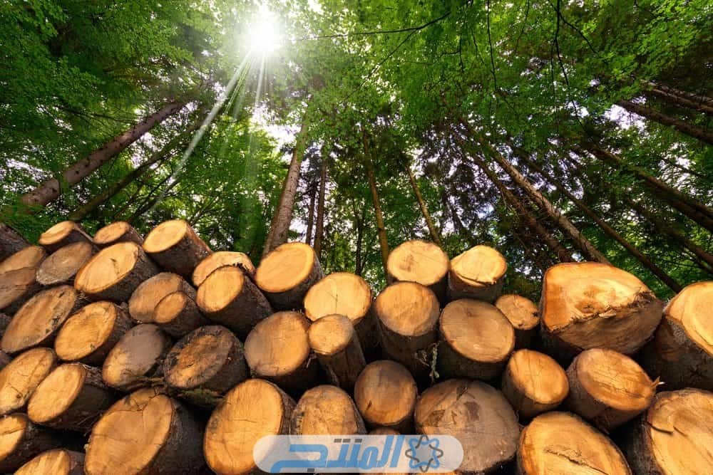 أكثر 8 دول منتجة للخشب في العالم