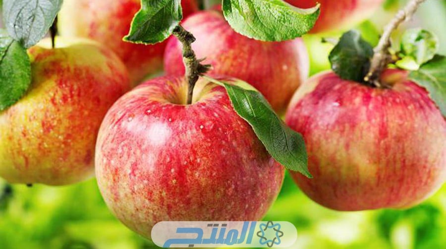 الولايات المتحدة الأمريكية ثاني الدول المنتجة للتفاح