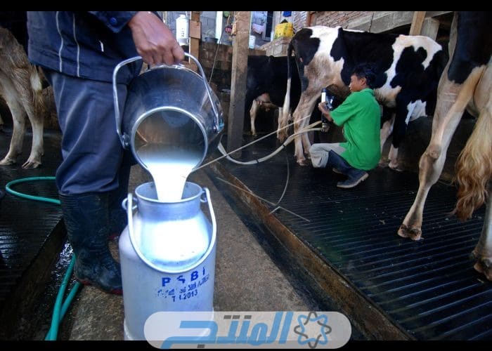 مشروع منظمة الزراعة والأغذية (الفاو) لدعم إنتاج الحليب في اليمن