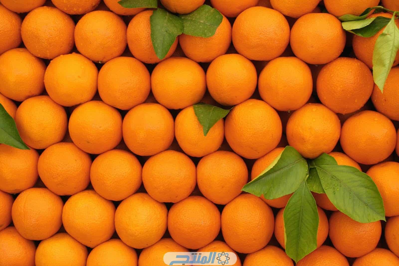 الأوقات المناسبة لزراعة البرتقال - المنتج