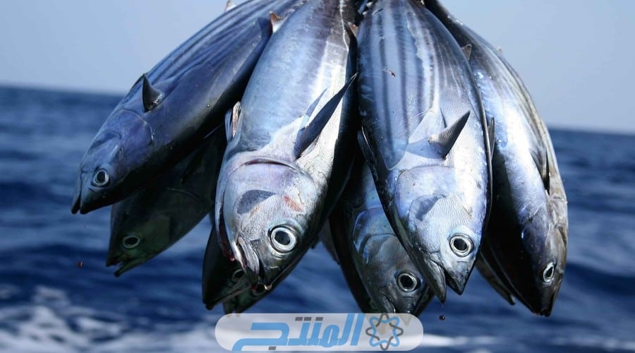 أفضل أنواع سمك التونة حول العالم