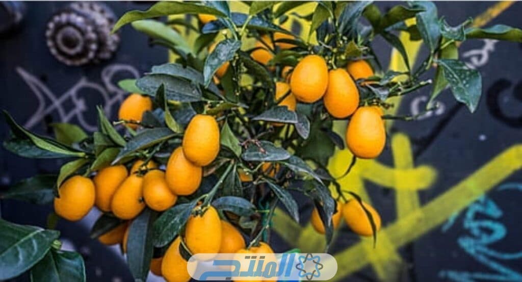 كيفية زراعة أشجار البرتقال