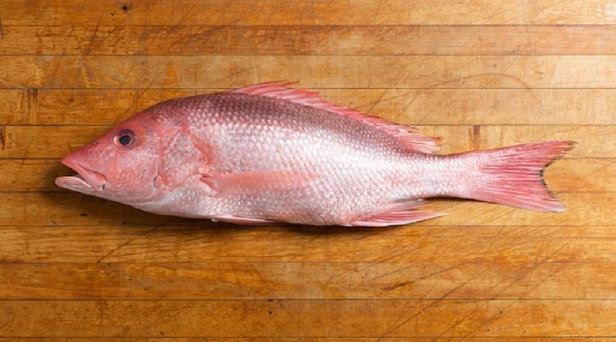 أغلى أنواع السمك في مصر