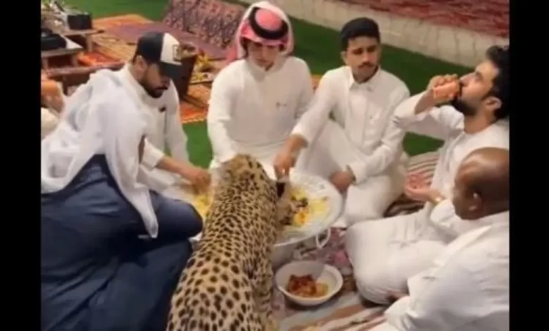 فيديو نمر يشارك السعوديين وجبة كبسة كامل قبل الحذف