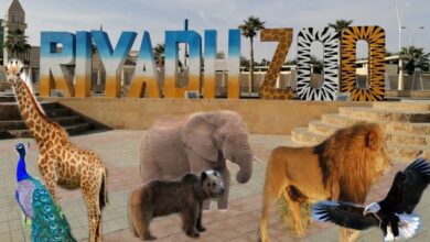 حجز تذكرة حديقة الحيوانات في الرياض