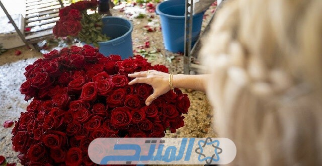 خروج عيد الحب في الريف العربي