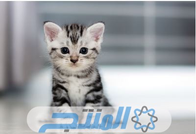 اسماء قطط عربية 2024 اسماء قطط عربية مضحكة ومميزة وجديدة